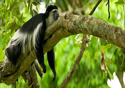 Arusha-National-Park