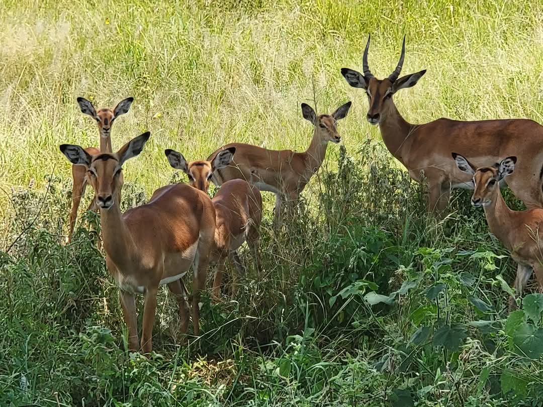 Mikumi National Park