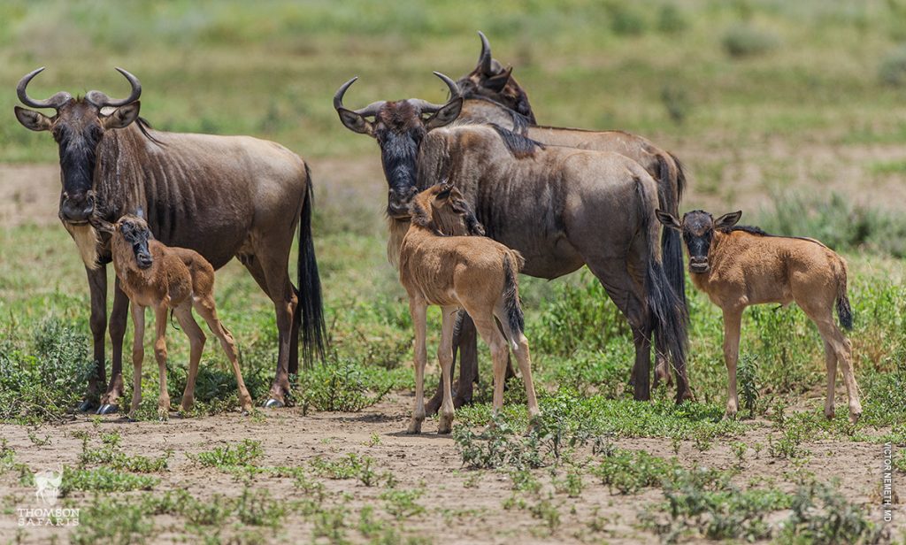 serengeti national park