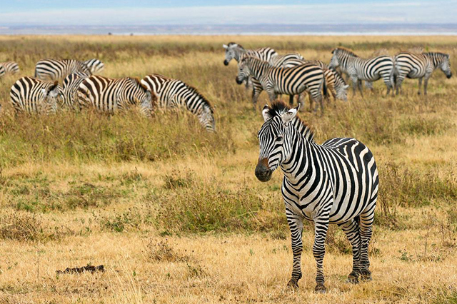 tarangire national park