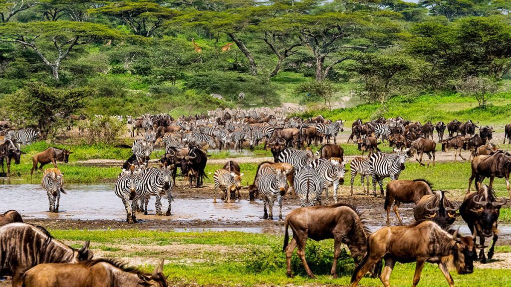 Serengeti National Park