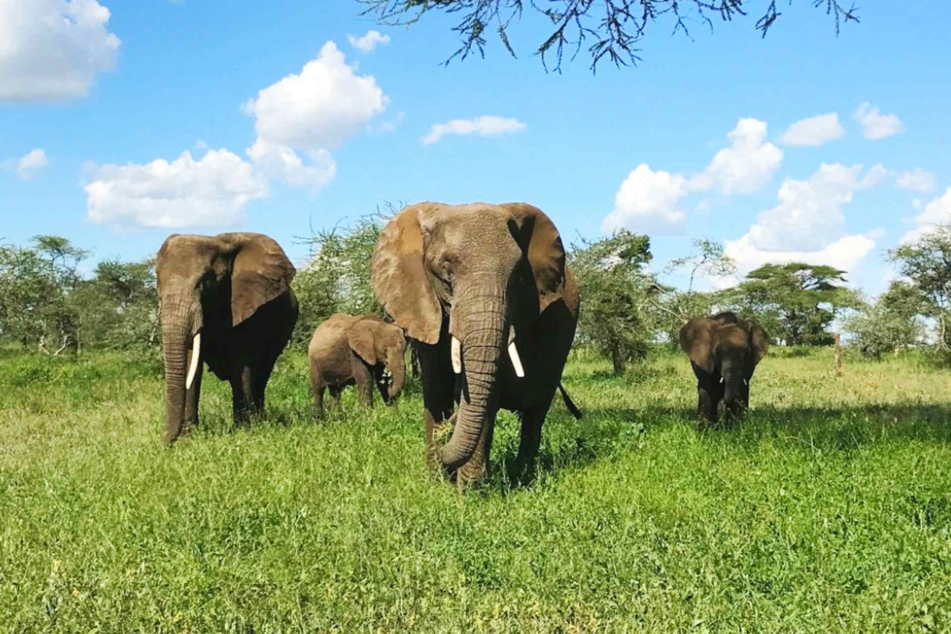 tarangire national park