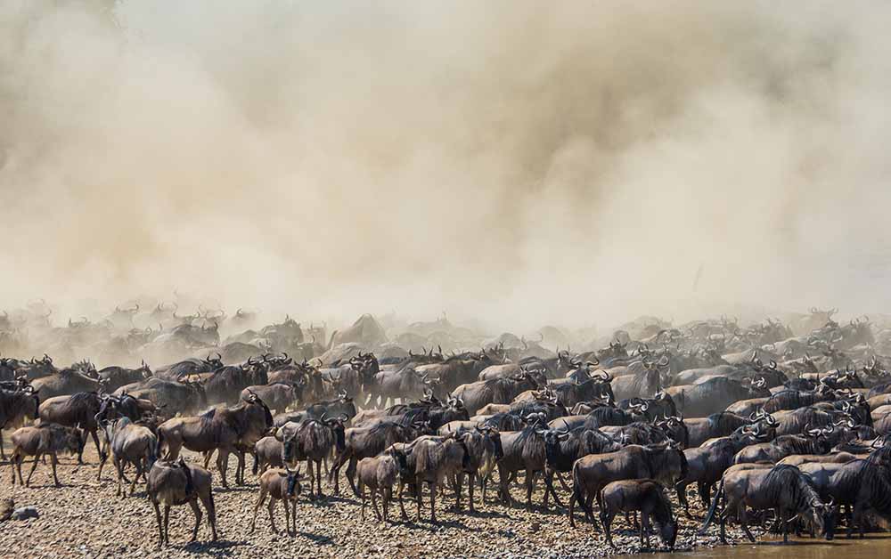 Serengeti River Crossing