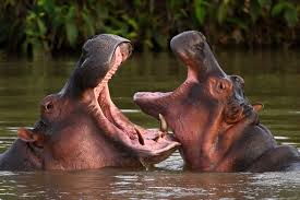 large hippo populations