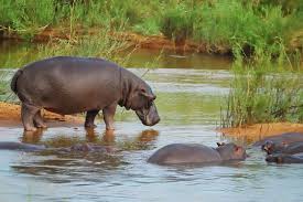 large hippo populations